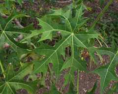 Cnidoscolus Tree Spinach, Tread Softly, Cabbage Star, Chaya